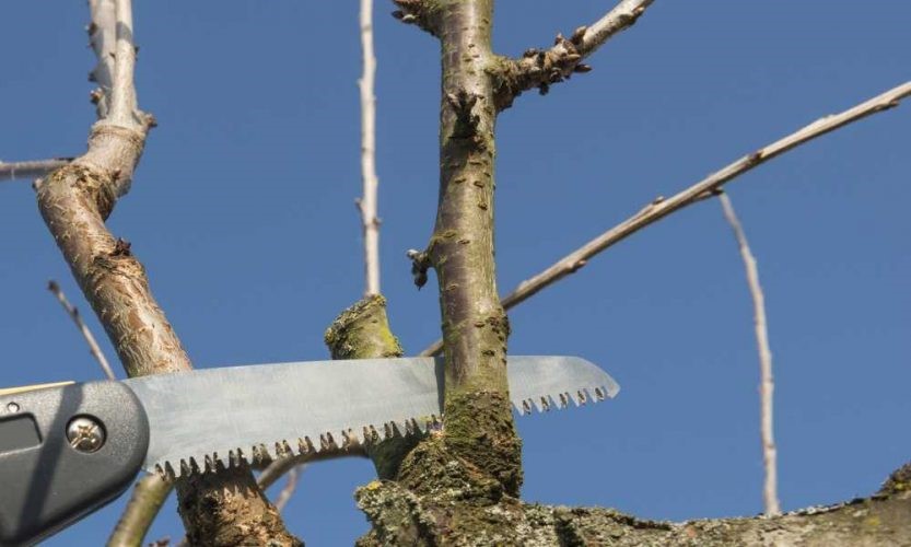 Trim back tree branches | Roof replacement Central CT, Roofers near me Central CT, Roofing companies near me Central CT, Roof repair Central CT