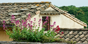 shingle roofs